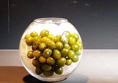 Syngenta España with their product called Lemonade since 2016. Fruits have a very innovative, unique and refreshing lemon colour. It's high sugar content provides a unique aftertaste experience.