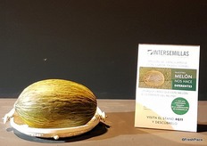 Piel de Sapo, a Spanish melon from Intersemillas. It's a balanced netting with organoleptic quality of traditional melons and an exclusive research of itnersemillas.