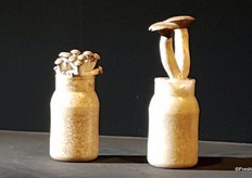 Hongos Fernández Guridi with the Pleurotus Eryngii from january last year. Description: Fungus with excellent nutritional qualities. Honos Fernández Guridi is a pioneer in cultivation and marketing in Europe. Thanks to this, you get a high quality and fress product.