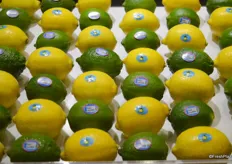Lemons and limes on display at the Vision booth