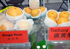 Singo pears and Yuanhuang pears of Botou Dongfang