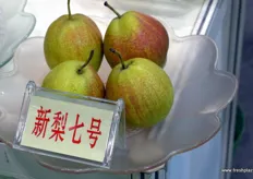 New pear variety by Botou Yafeng; Variety #7