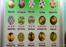 Chinese pear varieties explained