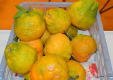 Citrus of Beijing Brilliant Flourish Imp & Exp