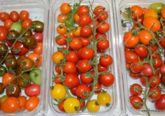 Tomatoes grown by Xia Zhi Qiu Guo Shu.