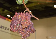Grapes by Jiyang Derong Ice Beauty Grape Professional Cooperatives from Shandong Province.
