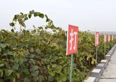 Organic kiwifruit orchards near Mei Xian in Shaanxi province. The trees have been planted nine years ago. Next to own production the company also sources kiwifruit from, amongst other places, Sichuan province.