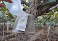 Organic pesticides are used to protect the trees.