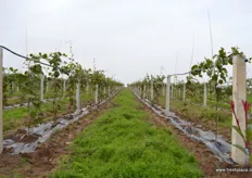 Nearby the company's head office, Qifeng has recently planted new kiwifruit orchards. The orchards form part of a park that is designed to show guests the origin and production of the fruit.