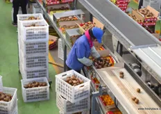 After the fruit is sorted by weight, the pieces are carefully checked and packed.