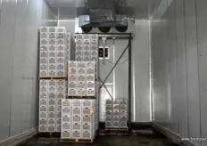 After harvest, kiwifruit is kept at zero to three degrees in cold storages, until sorted, packed and readied for shipment.
