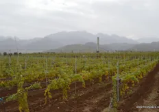 Recently planted grape orchards with view on Mount Taibai.
