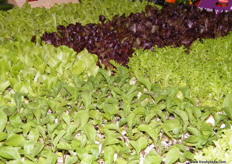 at the Elite Agro stand