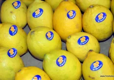 Egyptian lemons from El-Madawy Co.