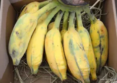 'Ugly bananas', grown in Hainan by Shanghai Jue Yue Fruit Industry Co