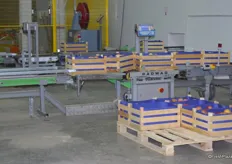 Once the apples have been sorted, they are put in crates, primarily for the Russian market.