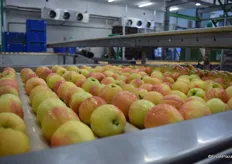 Sorted apples on their way to being packed.