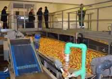 Apples on their way to being sorted by camera.