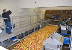 Apples on their way to being sorted.