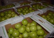 Green tomatoes ready for the ripening room.