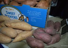 To the left are Bonita sweet potatoes: a white skin, white flush potato. To the right are Purple Marasaki's; a purple skin, white flush potato. Both varieties were trialed last year and Nash Produce decided to grow larger quantities this year.