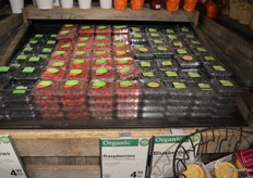 Organic selection of berries.