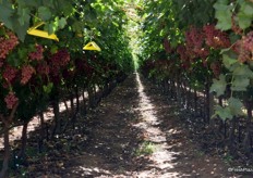 Ralli seedless 4-5 years in the market