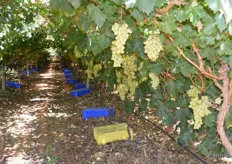 70-80% of the grapes are harvested before Christmas, and the rainy season.