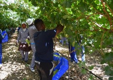 Sugar levels are good at 16-17 brix.