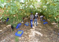 First selective picking is done, the taste test is made from bottom, as grapes at the top are the sweetest.