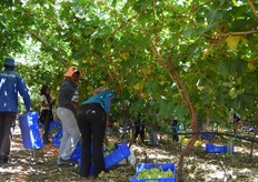 The nets help to shade the grapes from the heat, it was 40+ degrees in the sun.
