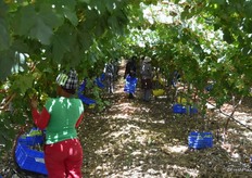 Everything is had picked.