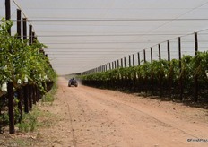The nets can save 10% of the water usage.