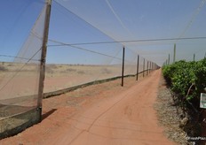 SAFE have 73 hectares under nets.