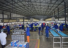 SAFE employs 700 people in the packhouse.