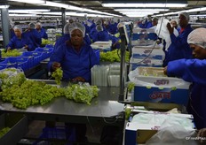 Everything is packed same day and put in the cold store.