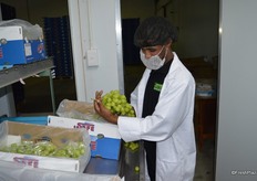 SAFE also have an independent control done in the packhouse, the reports go to both SAFE and the customer.