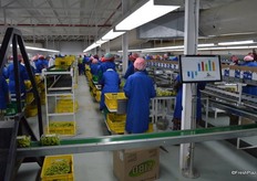 Namibia Grape Company/ Capespan packhouse. New system all connected to wifi, there are no more punnets which are under or over weight.