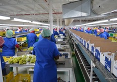 Weighing is done on a light system which is faster and more accurate. The system recognises if the same punnet is being weighed twice.
