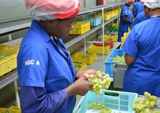These grapes are from a last picking when the vines are 'cleaned'