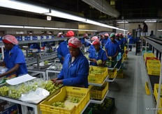 Here here two lines being packed at the same time, extra large go into boxes and large into punnets.