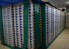 It take 30 hours to bring the grapes down to 0.5 degrees. The pallets are covered so that the air goes into the boxes through the holes in the side. The cool rooms have fans to draw the cold air through the boxes.