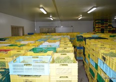 Precool: The grapes come in at 30 degrees and are cooled to 20 degrees.