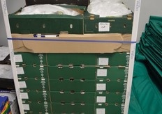 New variety Sweet Nectar in the coldstore. It is checked every week to evaluate how they do in storage. This is part of the overall evaluation process for a new variety.