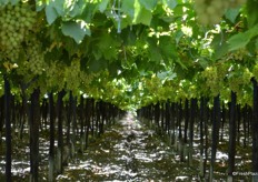 First year 8-10 bunches on vine. New varieties are producing good yields and need less labour.