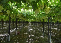 Capespan use the upside-down irrigation system, which can't be damaged by crates. Drip irrigation systems don't work here, the upside-down system cools blocks in the evening by around 5 degrees.