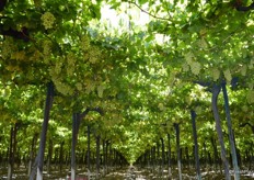 In Aussenkehr growers use the flat roof system which gives much more coverage and so more protection from the hot sun.