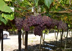 It is 5-6 degrees cooler under the vines.