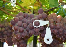 Red Globe seeded: These grapes were 30mm, bigger than the standard 24mm.