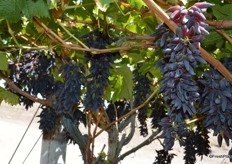 Witches Fingers planted in a trail vine yard.